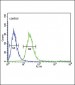 FCGR1B Antibody (C-term)
